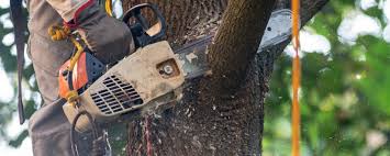 Best Tree Mulching  in Camden, NJ