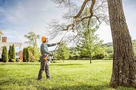 Best Tree Risk Assessment  in Camden, NJ