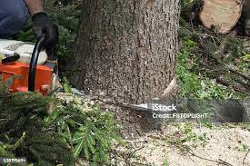 How Our Tree Care Process Works  in  Camden, NJ