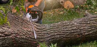 Best Seasonal Cleanup (Spring/Fall)  in Camden, NJ