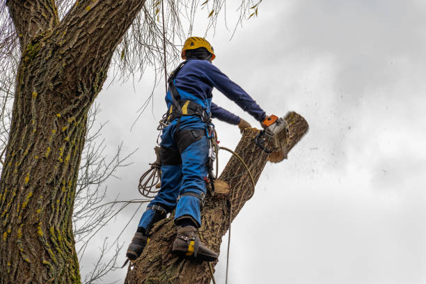 Best Emergency Tree Removal  in Camden, NJ