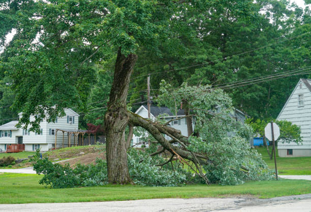 Best Tree Cabling and Bracing  in Camden, NJ