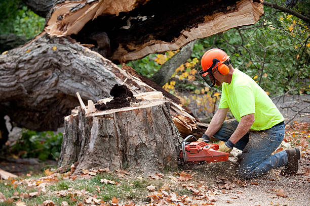  Camden, NJ Tree Removal Pros