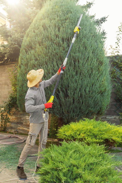 Best Lawn Drainage Solutions  in Camden, NJ