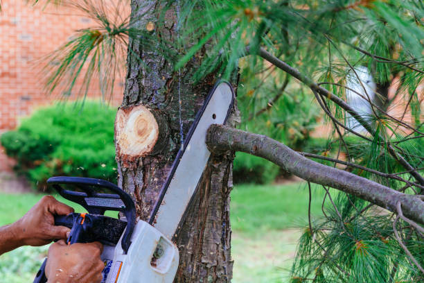 Best Fruit Tree Pruning  in Camden, NJ